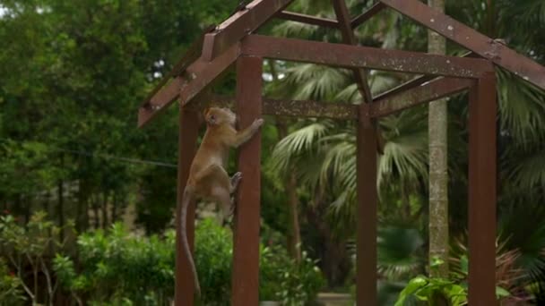 Медленная съемка смешной макак обезьяны поднимается на деревянный столб в тропическом парке — стоковое видео