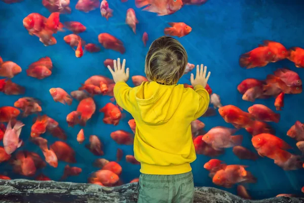 Widok Tyłu Mały Chłopiec Oglądania Ławica Ryb Pływanie Oceanarium Zbiornika — Zdjęcie stockowe