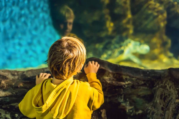 Мальчик смотрит на морскую черепаху в аквариуме — стоковое фото
