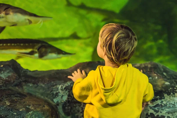 Kisfiú Néz Shoal Hal Úszás Oceanarium Tartály — Stock Fotó