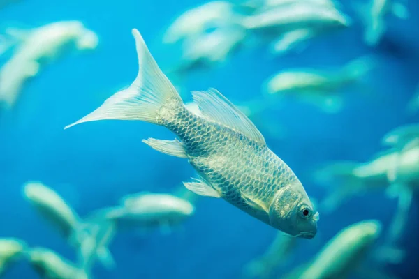 青の背景に美しい白い魚 — ストック写真