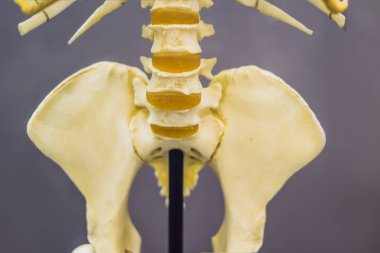 Eski bir adamın kemikleri. İnsan evriminin anatomik olarak modern insanlar ortaya çıkmasına yol açtı evrimsel süreçtir