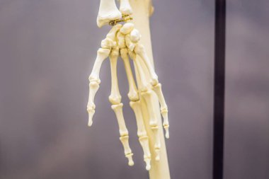 Eski bir adamın kemikleri. İnsan evriminin anatomik olarak modern insanlar ortaya çıkmasına yol açtı evrimsel süreçtir
