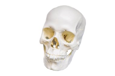 Tarih öncesi kafatası üzerinde beyaz izole insan evriminin sahne gösterilen.