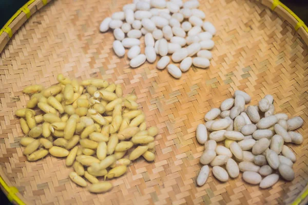 Separate stages of the silkworm pupa. Yellow silky pupa is the life stage of special insects undergoing transformation between immature and mature stages