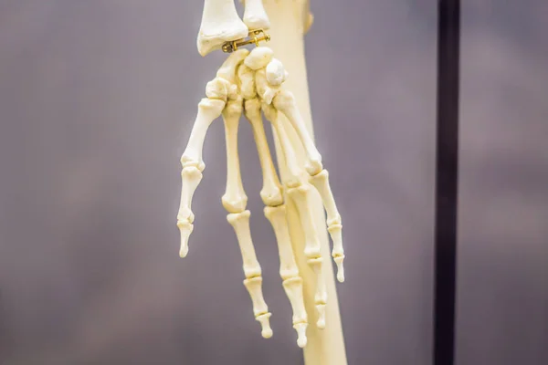 一个古人的骨头。人类进化是导致解剖上现代人出现的进化过程 — 图库照片