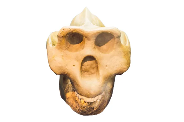 Cráneo Prehistórico Que Muestra Etapa Evolución Humana Aislada Blanco — Foto de Stock