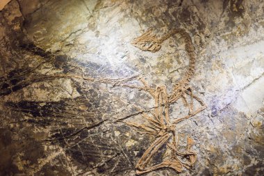 Tarih öncesi dinozor fosil künye içinde tortu Close-up