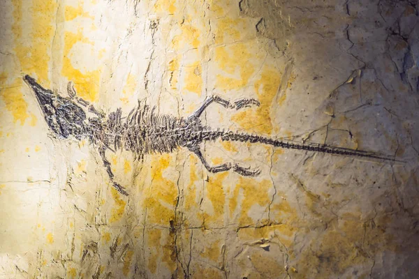 Detail Pravěkých Dinosaurů Fosilní Otisk Sedimentu — Stock fotografie