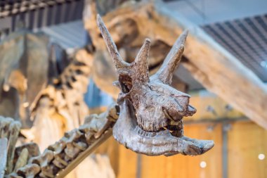 Dinozor kafatası. Dinazor iskeleti üzerinde beyaz izole