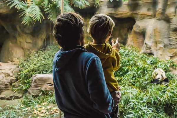 Папа и сын в зоопарке смотрят, как панда ест бамбук — стоковое фото