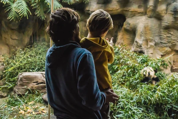 Tata i syn w zoo zegarek panda jeść bambus — Zdjęcie stockowe