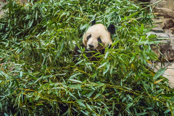 Giant panda Ailuropoda kinia jedzenie bambusa. Dzikich zwierząt — Zdjęcie stockowe