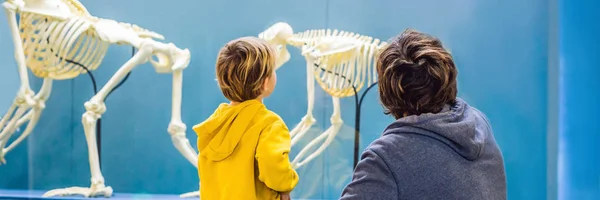 Vater Und Sohn Beobachten Skelette Alter Und Moderner Menschen — Stockfoto