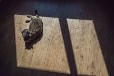 Gri kedi pencerenin önünde sunning