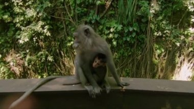 Slowmotion atış makak maymunları tropikal bir parkta bir grup