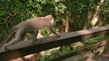 Slowmotion atış makak maymunları tropikal bir parkta bir grup