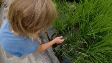 Slowmotion eylem kamera çekim bir pirinç alan terasta bir pirinç bitki ile oynayan küçük bir çocuk