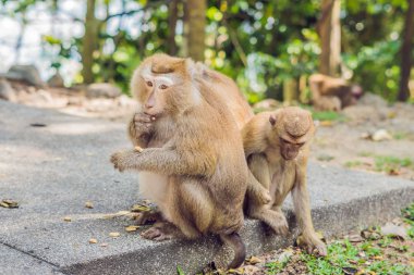 Macaca maymun, Phuket, Tayland en yüksek tepe üzerinde Khao Toh Sae bakış açısı