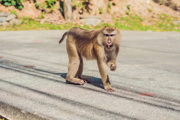 Un singe macaca, belvédère de Khao Toh Sae sur la plus haute colline de Phuket, Thaïlande — Photo