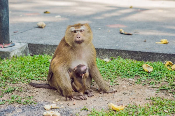 Un mono macaca, mirador de Khao Toh Sae en la colina más alta de Phuket, Tailandia — Foto de Stock