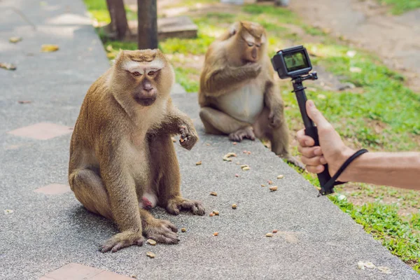 En man tar en bild av en apa på en actionkamera — Stockfoto