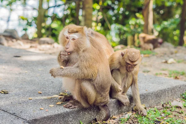 Un mono macaca, mirador de Khao Toh Sae en la colina más alta de Phuket, Tailandia — Foto de Stock