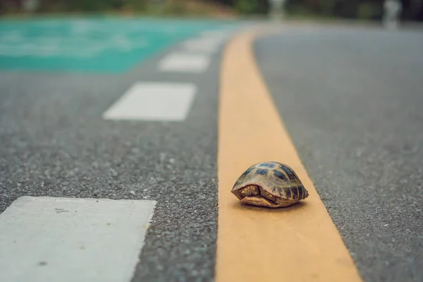 Tortue marchant sur une piste pour courir dans un concept de course ou d'arriver à un but, peu importe le temps qu'il faut — Photo