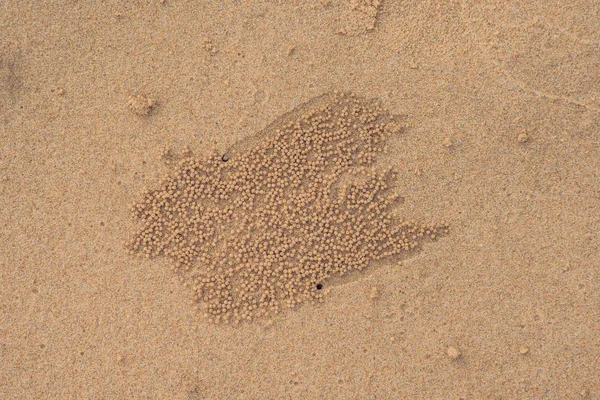Sand Bubbler Crabs on sand seaside in nature. Home of a Ghost crab, sand bubbler crab leave mud balls around a hole on beach of pure white sand