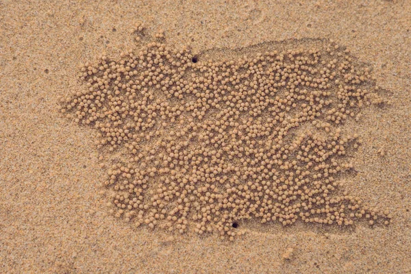 Sand Bubbler Crabs on sand seaside in nature. Home of a Ghost crab, sand bubbler crab leave mud balls around a hole on beach of pure white sand Stock Image