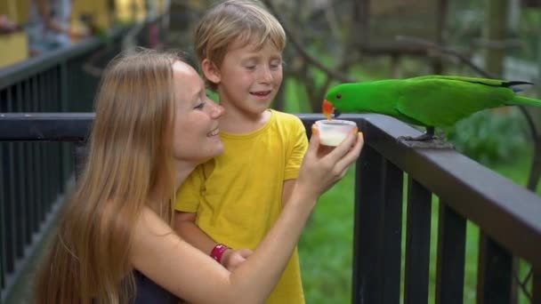 Μητέρα και γιος σε ένα πάρκο πουλιών τρέφονται μια ομάδα των πράσινων και κόκκινων παπαγάλων με ένα γάλα — Αρχείο Βίντεο
