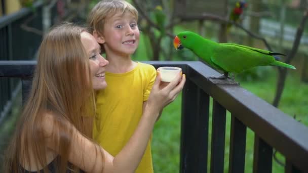 Mother and son in a bird park feed a group of green and red parrots with a milk — Stock Video