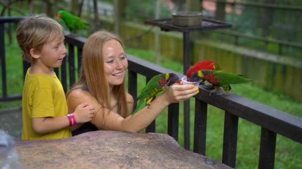 Super Rallentatore Una Madre Figlio Parco Uccelli Nutrire Gruppo Pappagalli — Video Stock
