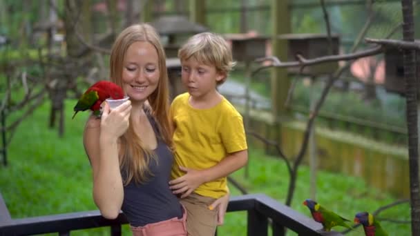 Moeder en zoon in een vogelpark feed een groep van groene en rode papegaaien met een melk — Stockvideo