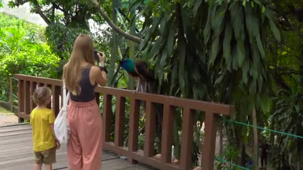 Steadicam schot van een jonge vrouw en haar zoontje een bezoek aan een vogelpark. Vrouw neemt foto's van een Pauw — Stockvideo