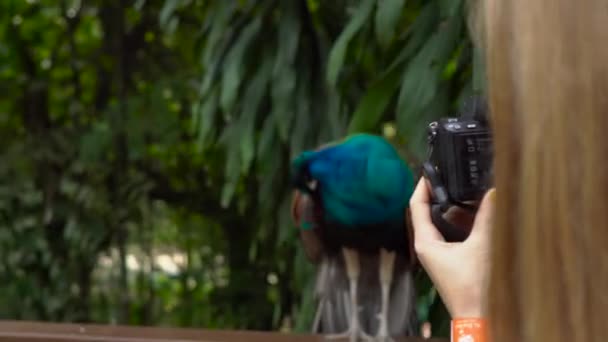 Steadicam filmou uma jovem mulher e seu filho visitando um parque de pássaros. Mulher tira fotos de um pavão — Vídeo de Stock