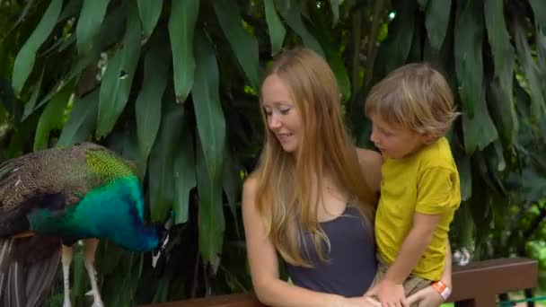 Steadicam a tiré sur une jeune femme et son petit fils visitant un parc d'oiseaux. Les touristes se tiennent près du paon indien — Video