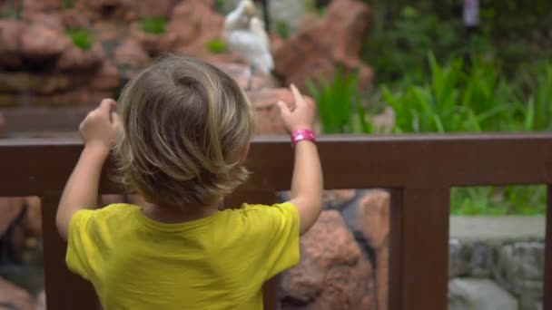 斯泰迪卡姆拍摄了一名年轻女子和她的小儿子参观鸟类公园的照片 男孩看着一条白色的苍鹭 — 图库视频影像