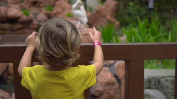 Steadicam Skott Ung Kvinna Och Hennes Lille Son Besöker Fågelpark — Stockvideo