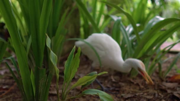 Héron blanc dans une grande herbe à la recherche d'une nourriture — Video