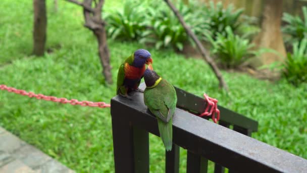 Два зеленых попугая кормят или целуют друг друга в птичьем парке — стоковое видео