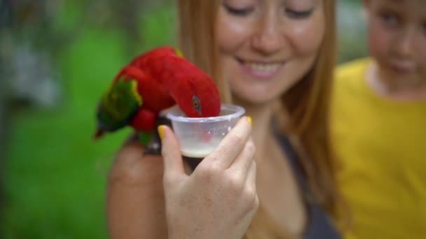 Mor och son i en fågelpark foder en grupp av gröna och röda papegojor med en mjölk — Stockvideo