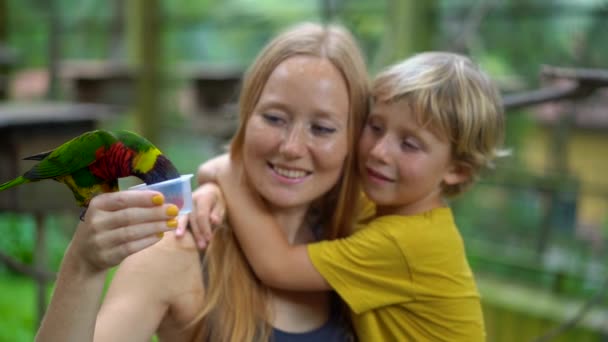 Super cámara lenta de una madre y un hijo en un parque de aves alimentar a un grupo de loros verdes y rojos con una leche — Vídeo de stock