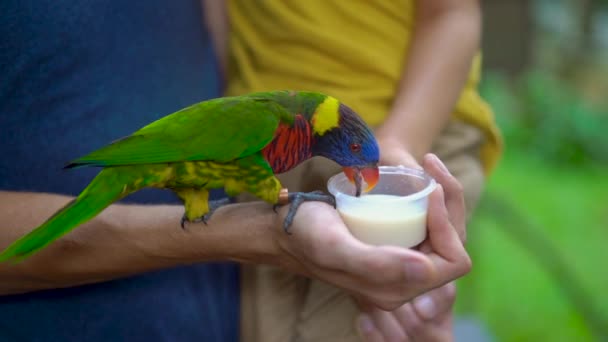 Super cámara lenta de un padre y un hijo en un parque de aves alimentar a un loro verde sentado en la mano de los padres con una leche — Vídeo de stock