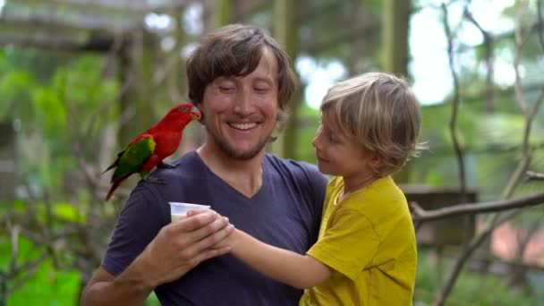在鸟类公园里, 一对父子的超级慢镜头给坐在父亲肩膀上的一只红色鹦鹉喂牛奶 — 图库视频影像