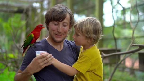 Padre e hijo en un parque de aves alimentan a un loro rojo sentado en el hombro de los padres con una leche — Vídeo de stock