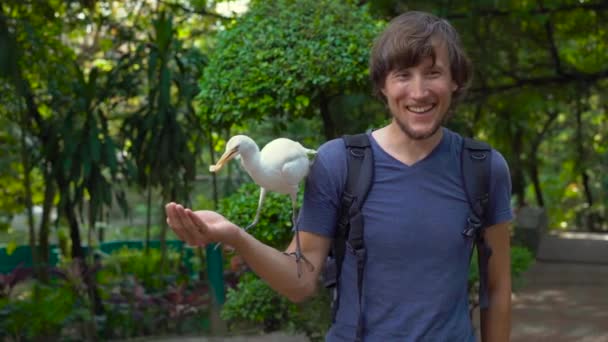 Super slowmotion shot of a young man have fun in a bird park and feed white herons from his hand — Stock Video