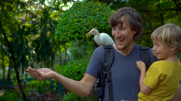 Super slowmotion ujęcie młodego człowieka i jego synek zabawy w parku ptaków i karmić czaple białe z ich rąk — Wideo stockowe