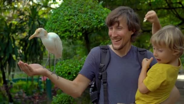 Joven Pequeño Hijo Divierten Parque Aves Alimentan Garzas Blancas Sus — Vídeo de stock