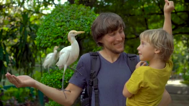 Super slowmotion shot of a young man and his little son have fun in a bird park and feed white herons from their hands — Stock Video